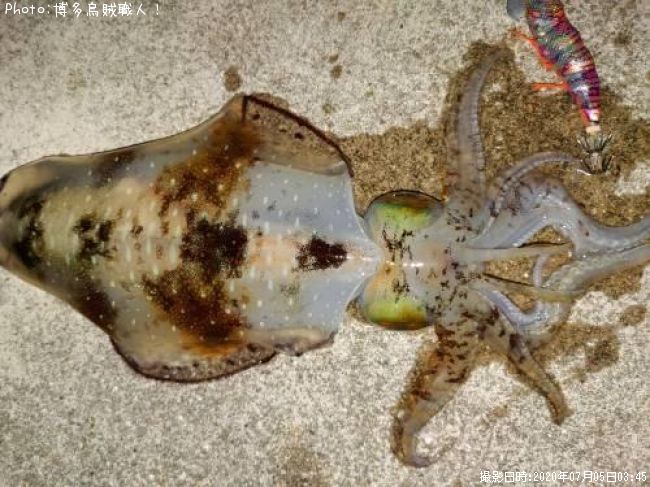 �����ꥤ��