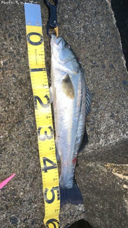 �����Х�