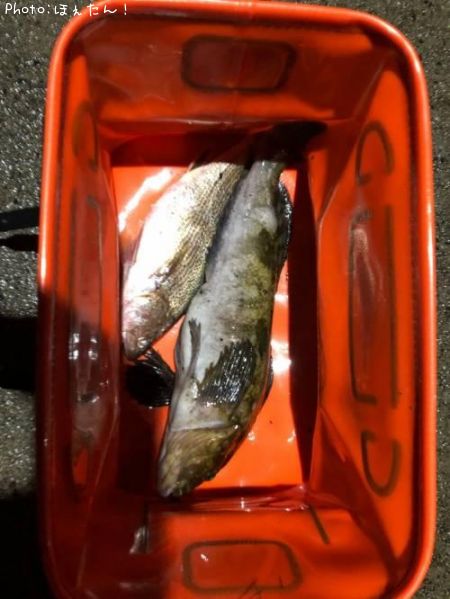 �����ʥ�