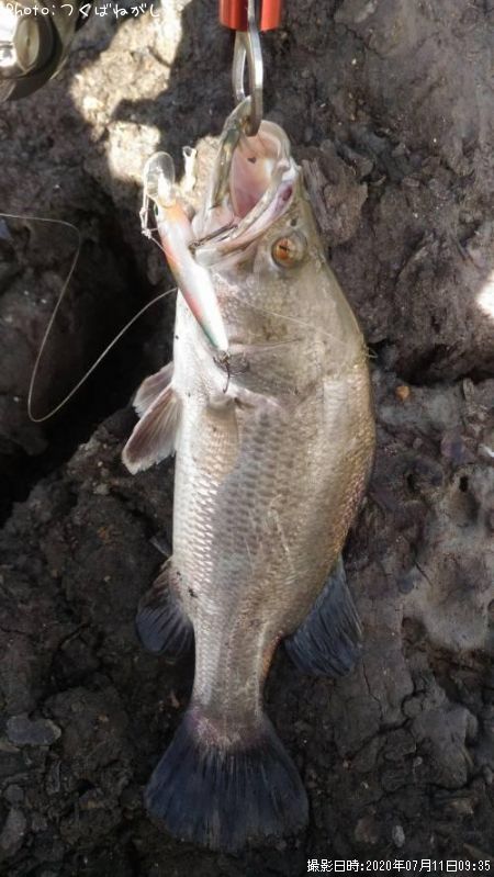 ��̳����ʥХ�ޥ�ǥ���