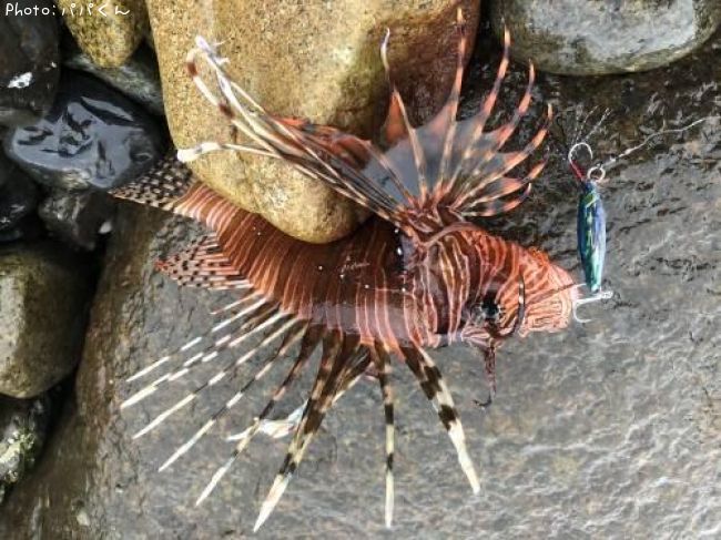 �ߥΥ�����