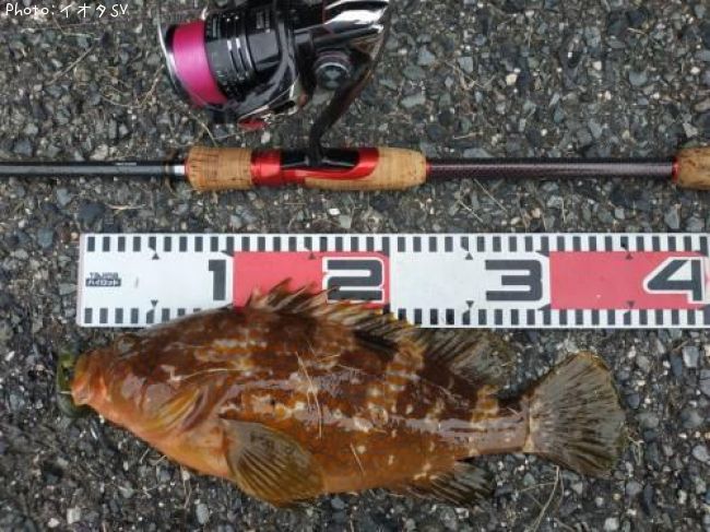 �����ϥ�