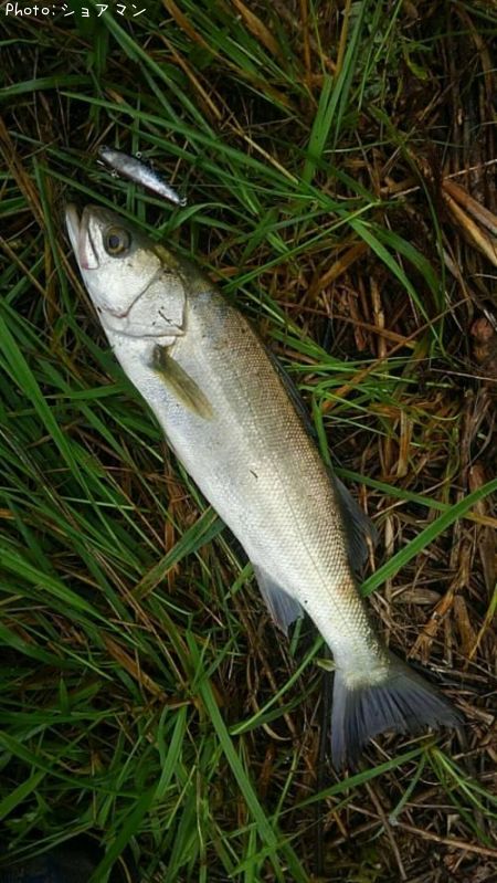 �����Х�