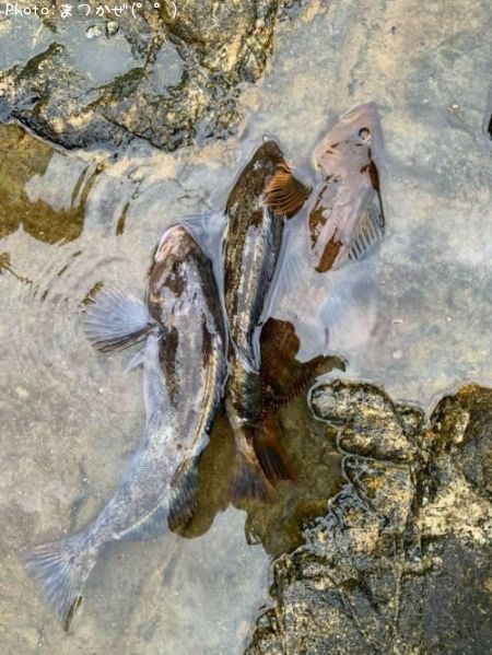 �����ʥ�