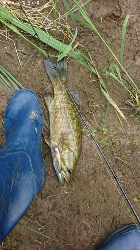 ���⡼��ޥ���