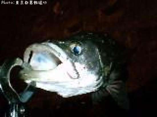 �����Х�