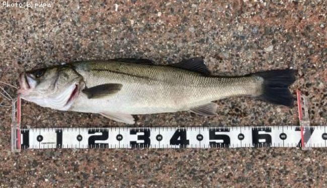 �����Х�