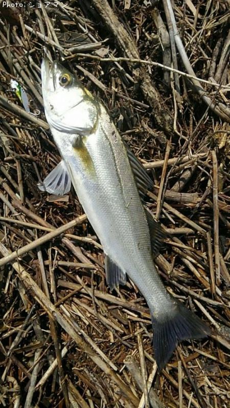 �����Х�