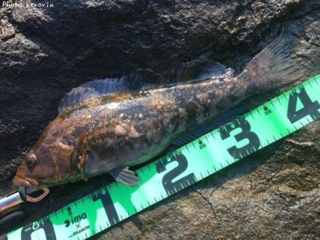 �����ʥ�