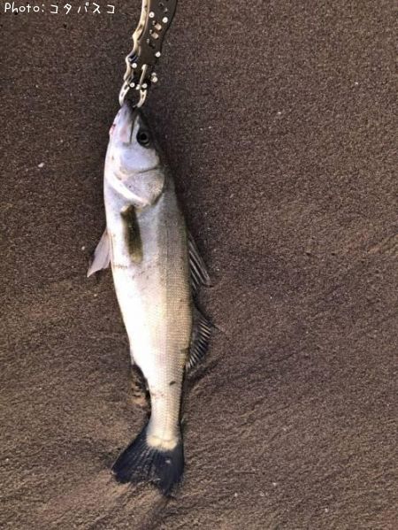 �����Х�