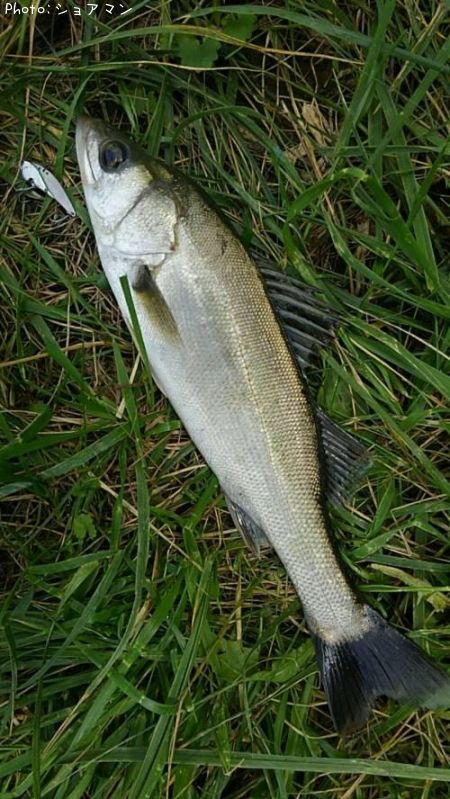 �����Х�