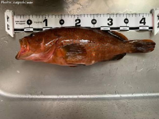 �����ϥ�