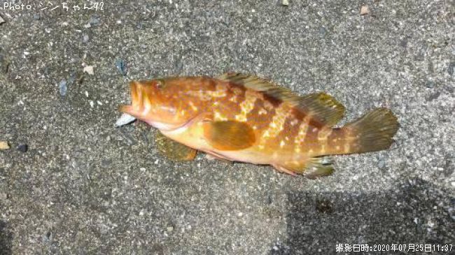 �����ϥ�