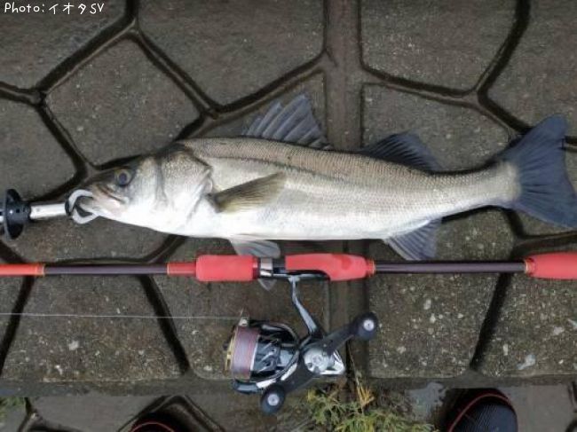 �����Х�