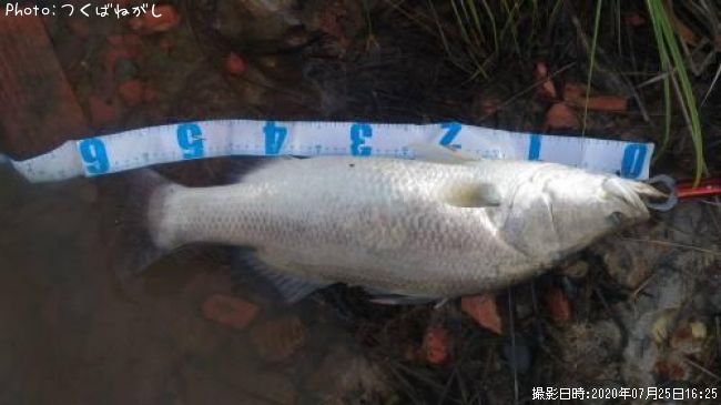 ��̳����ʥХ�ޥ�ǥ���