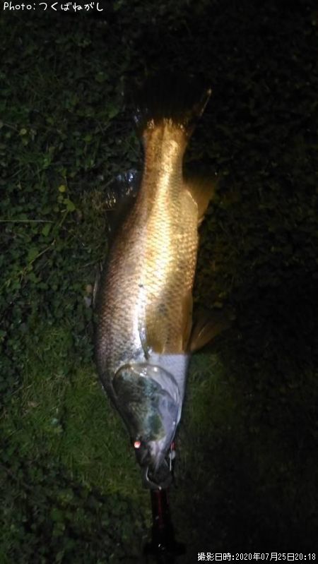 ��̳����ʥХ�ޥ�ǥ���