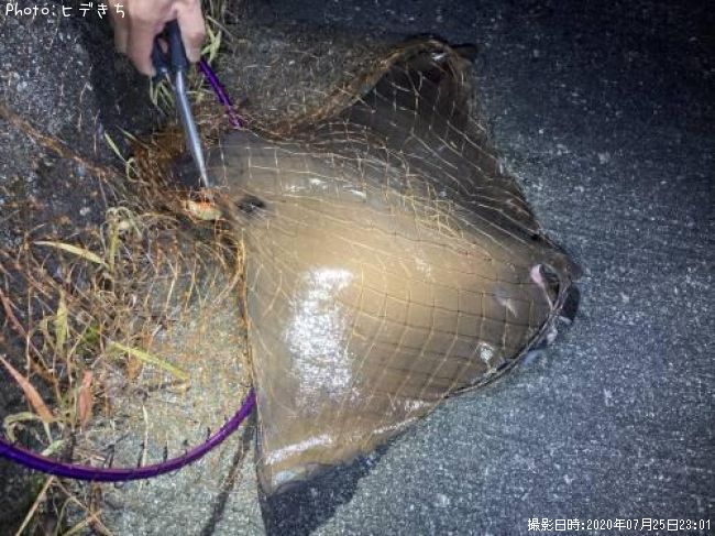 �ʥ�ȥӥ���