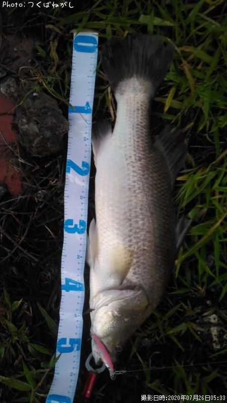 ��̳����ʥХ�ޥ�ǥ���