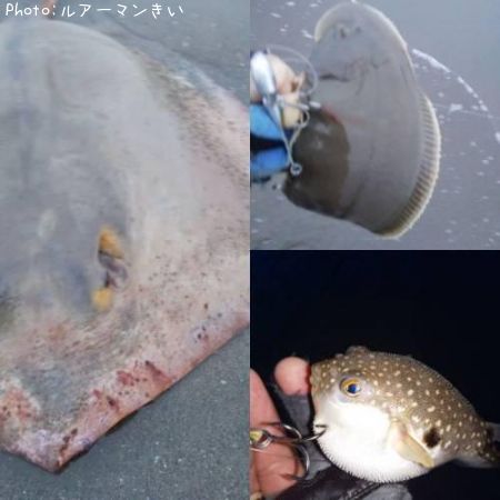 ��ƻ����