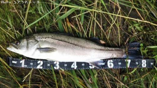 �����Х�