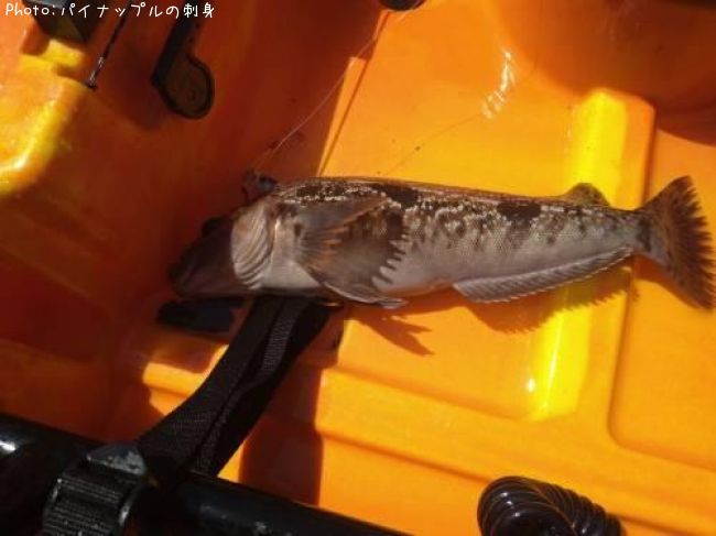 �����ʥ�