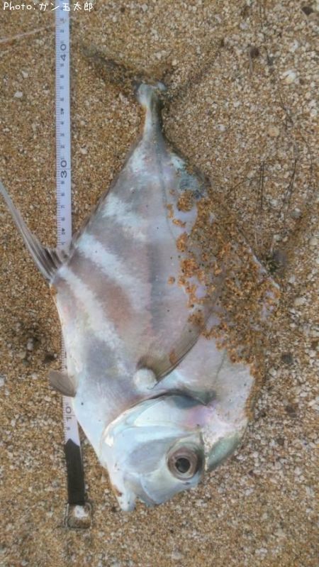 ���ȥҥ�����