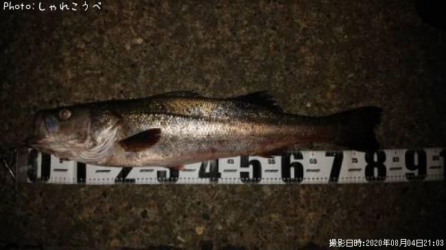 �����Х�