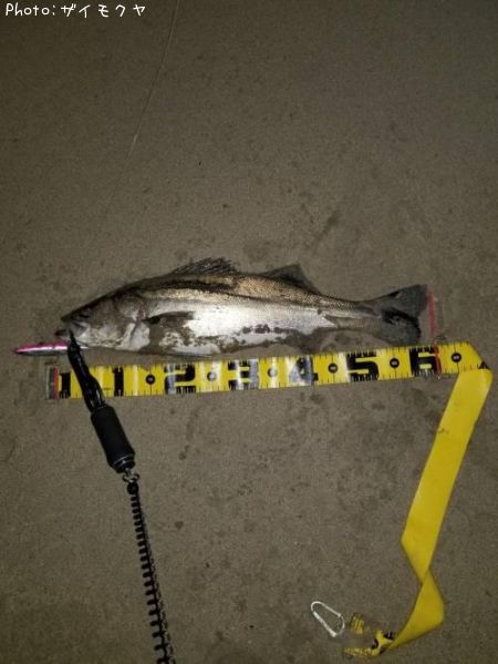 �����Х�