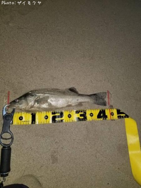 �����Х�