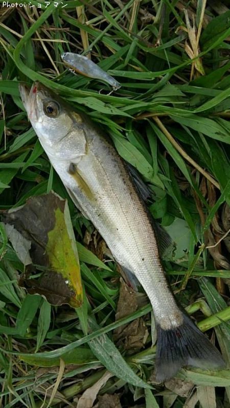 �����Х�