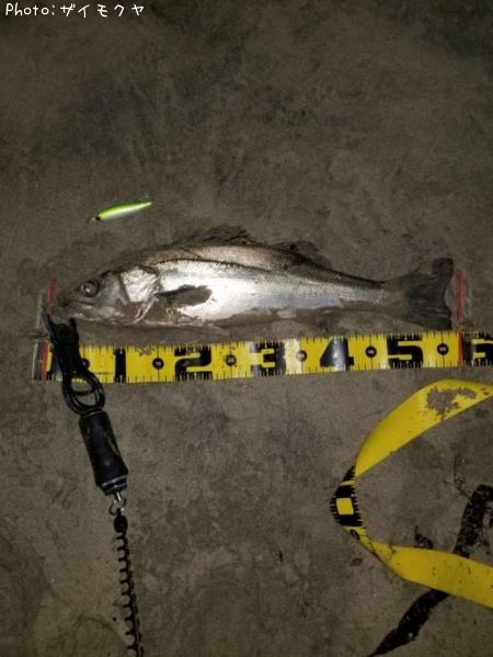 �����Х�