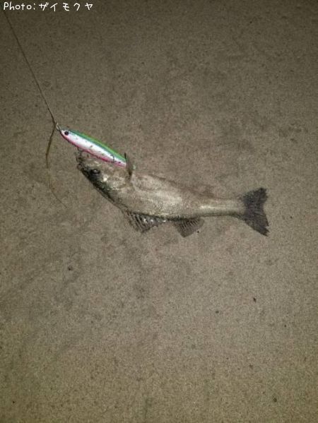 �����Х�