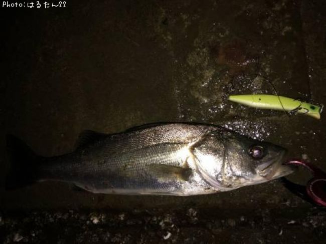 �����Х�