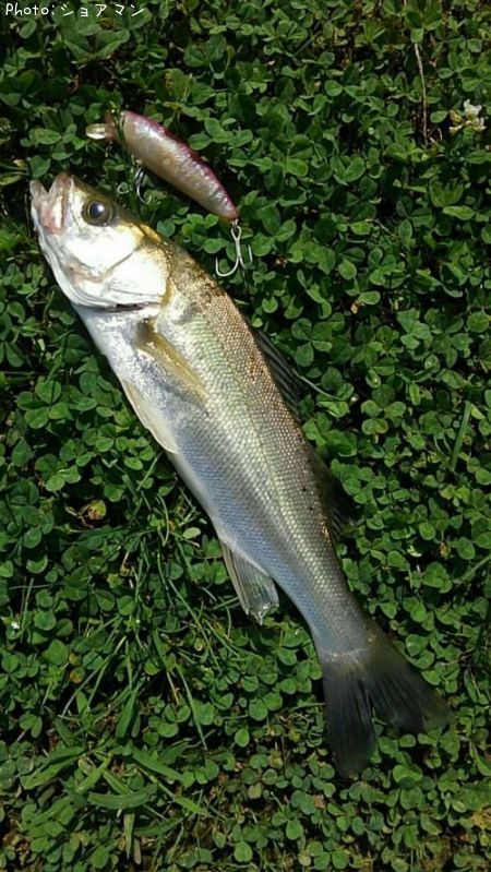 �����Х�