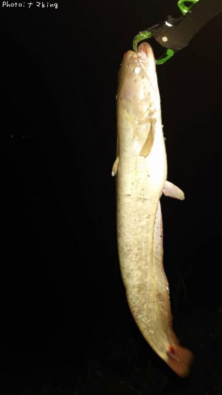 �ʥޥ�