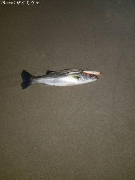 �����Х�