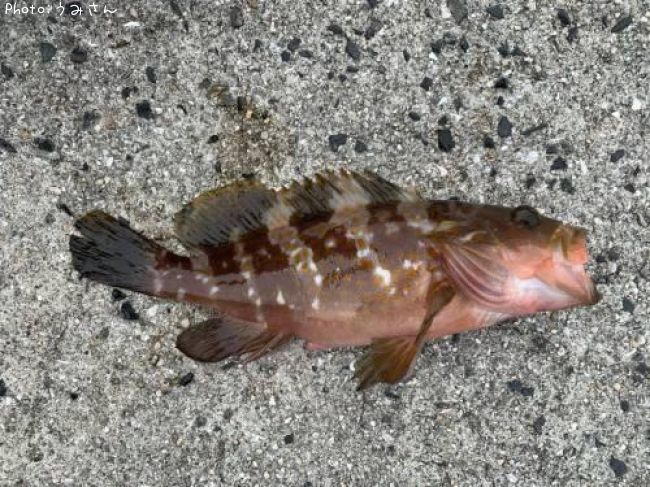 �����ϥ�