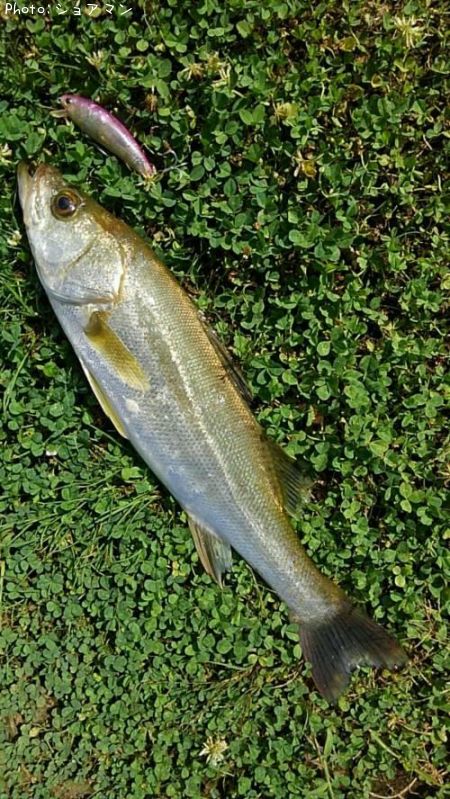 �����Х�