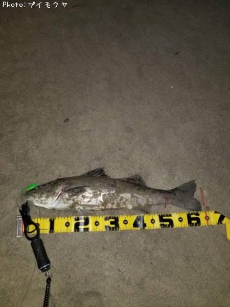 �����Х�