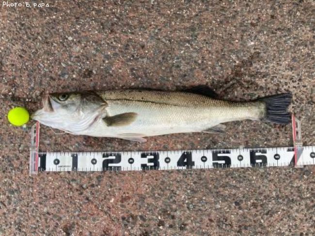 �����Х�