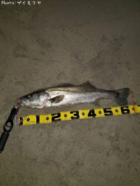 �����Х�