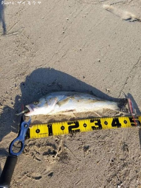 �����Х�