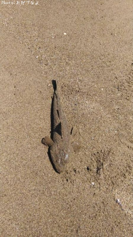 ���襤���ޥ���