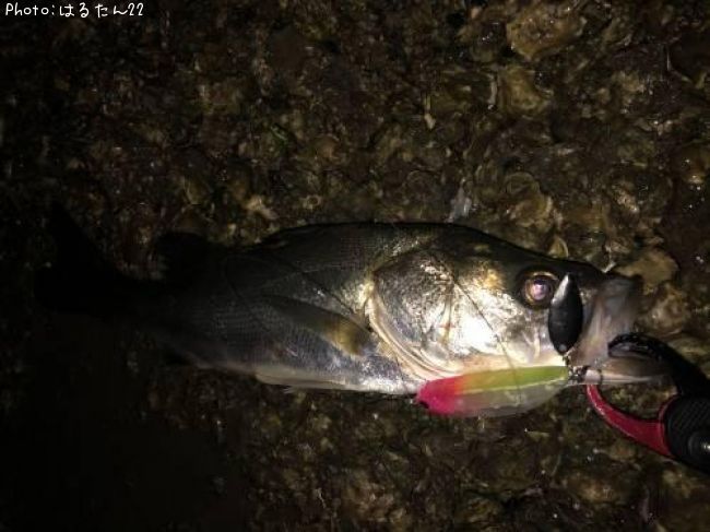 �����Х�