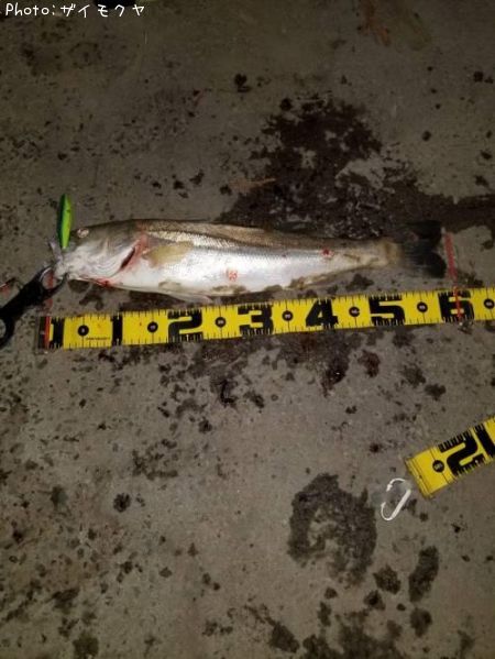 �����Х�