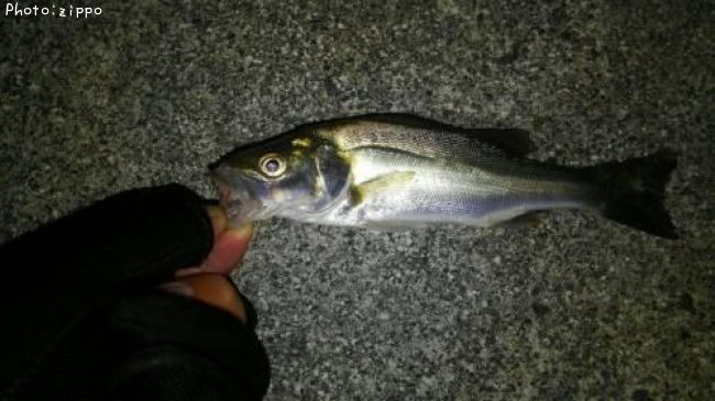 �����Х�