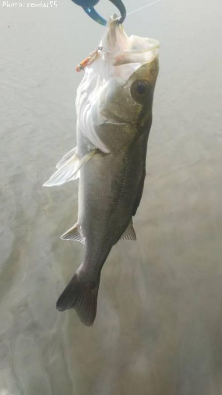 �����Х�