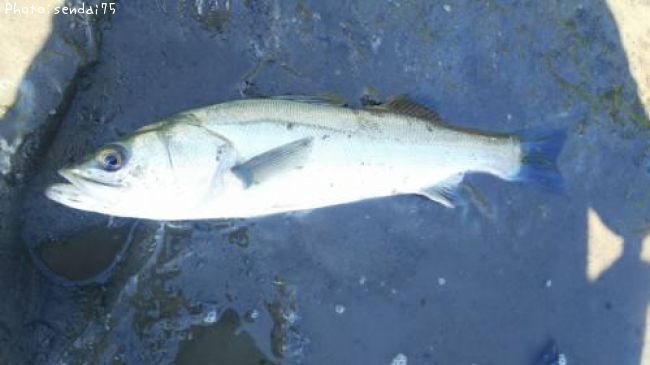 �����Х�