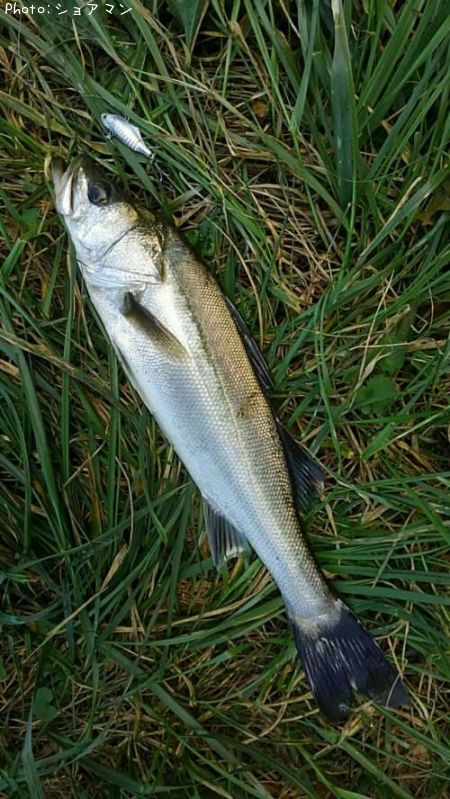 �����Х�