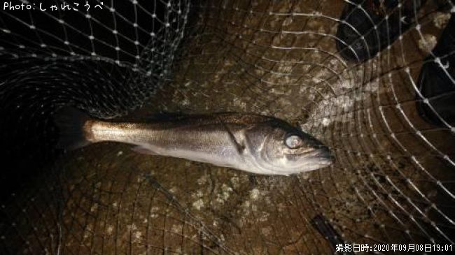 �����Х�